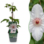 Clématite Miss Bateman - Clématite Miss Bateman - Blanc - Plante grimpante - Ø9cm - ↕35cm