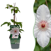 Clematis Miss Bateman - Bosrank Miss Bateman - Wit - Klimplant - Ø9cm - ↕35cm