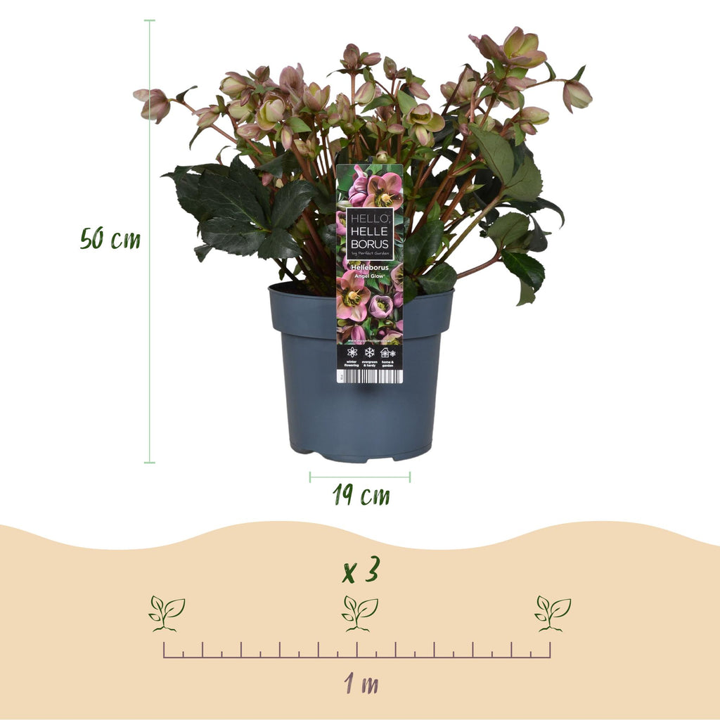 Green boutiQ - Plante de jardin - Rose de Carême - Hellébore Angels Glow - Fleur rose - Persistant - Pot 19cm Hauteur 50cm