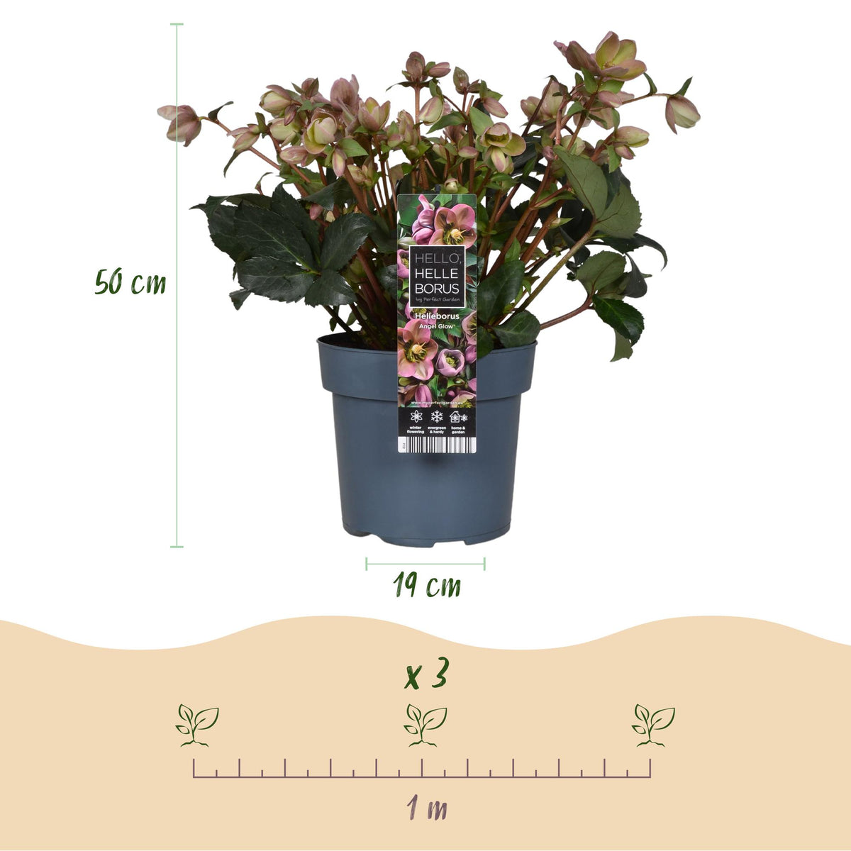 Green boutiQ - Tuinplant - Lenten Rose -  Helleborus Angels Glow - Roze Bloem - Groenblijvend - Pot 19cm Hoogte 50cm