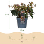 Green boutiQ - Plante de jardin - Rose de Carême - Hellébore Angels Glow - Fleur rose - Persistant - Pot 19cm Hauteur 50cm