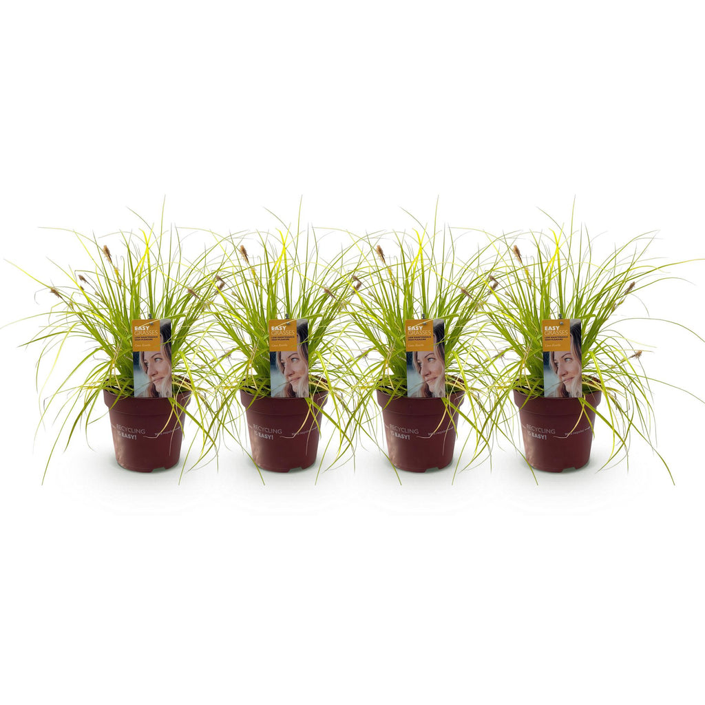 Green boutiQ - Ziergräser - Carex oshimensis Everillo - Gelb - 4 Pflanzen - Immergrün - Pflegeleicht - Topf 17cm Höhe 50cm