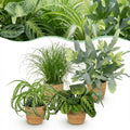 Green boutiQ - Zimmerpflanze - Chlorophytum - Cyperus - Phlebodium - Marantha - 4er-Set - Haustierfreundliche Pflanzen - Grün - 4 Pflanzen - mit Korb - Topf 12cm - Höhe 25cm
