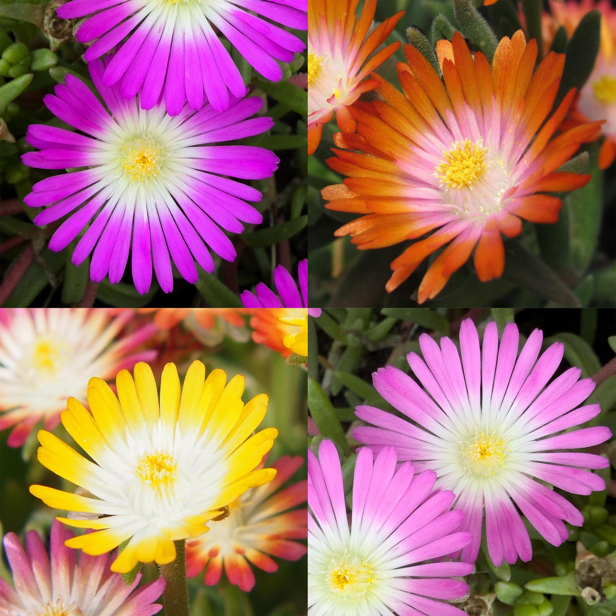 Green boutiQ - Couvre-sol - Rustique - Delosperma Jewel of Desert - 8 plantes - Couleurs rouge - orange - violet - rose - Peu d'entretien - Pot 14 Hauteur 17