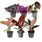 6x Baby Paradise Mix - Various colours - Tropical - Ø6cm - ↕10-15cm