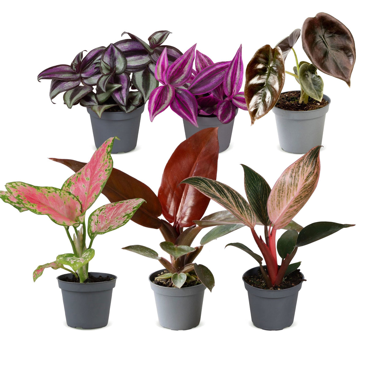 6x Baby Paradise Mix - Various colours - Tropical - Ø6cm - ↕10-15cm