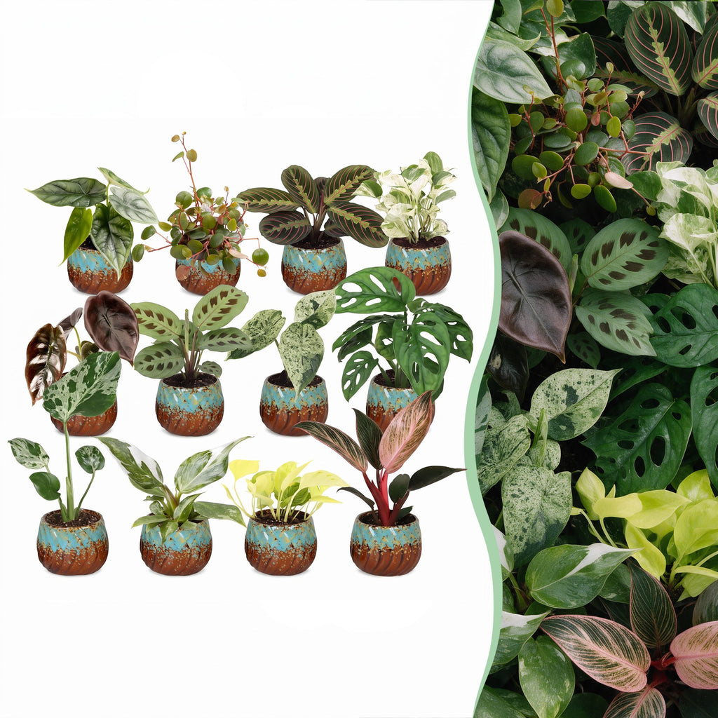 12x Baby Plants Surprise Box - Baby Plants Surprise Box - Various colours - Tropical - incl. Copper Reef - Ø6cm - ↕5-15cm