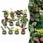 12x Baby Plants Surprise Box - Baby Plants Surprise Box - Various colours - Tropical - incl. Copper Reef - Ø6cm - ↕5-15cm