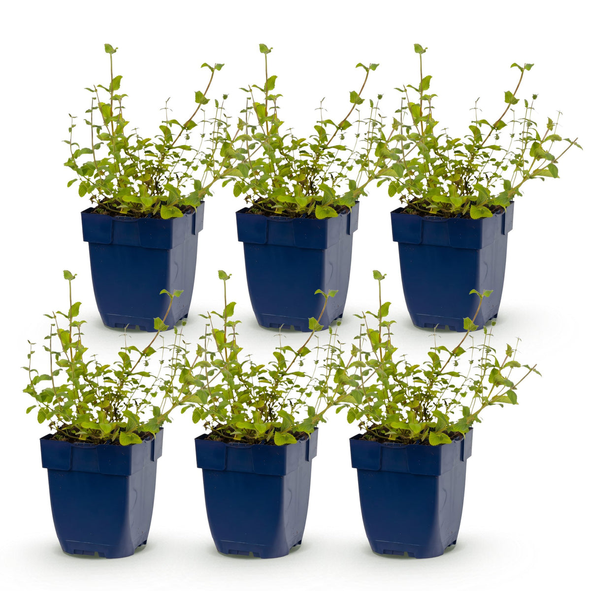 Green boutiQ - Perennial - Nepeta rac. Grog - Catnip - Bee and butterfly attractors - Blue - 6 Plants - Pot 11cm - Height 15-25cm