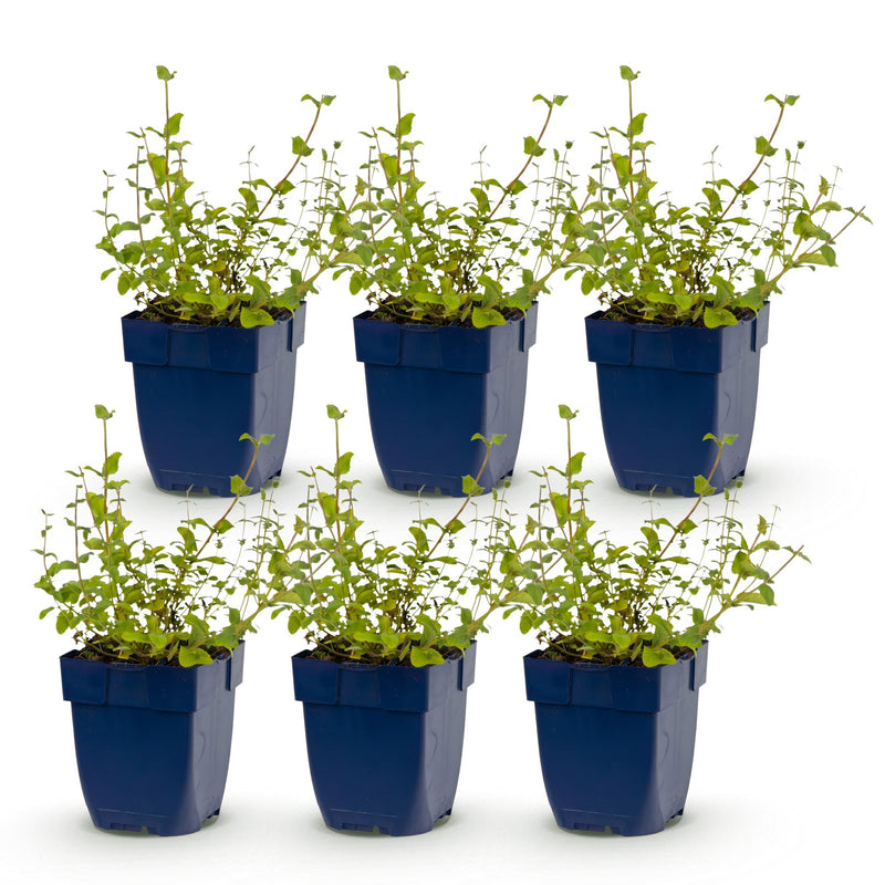 Green boutiQ - Perennial - Nepeta rac. Grog - Catnip - Bee and butterfly attractors - Blue - 6 Plants - Pot 11cm - Height 15-25cm