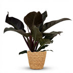 Green boutiQ - Plante d'intérieur - Philodendron - Philodendron Imperial Red - Rouge - Entretien facile - 1 Plante - avec Panier - Pot 19cm - Hauteur 60cm