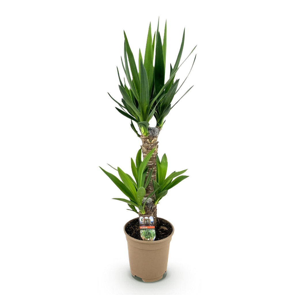 Green boutiQ - Plante d'intérieur - Yucca elephantipes - Yucca - Peu d'entretien - Vert - 1 - Pot 17cm - Hauteur 75cm