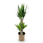 Green boutiQ - Plante d'intérieur - Yucca elephantipes - Yucca - Peu d'entretien - Vert - 1 - Pot 17cm - Hauteur 75cm