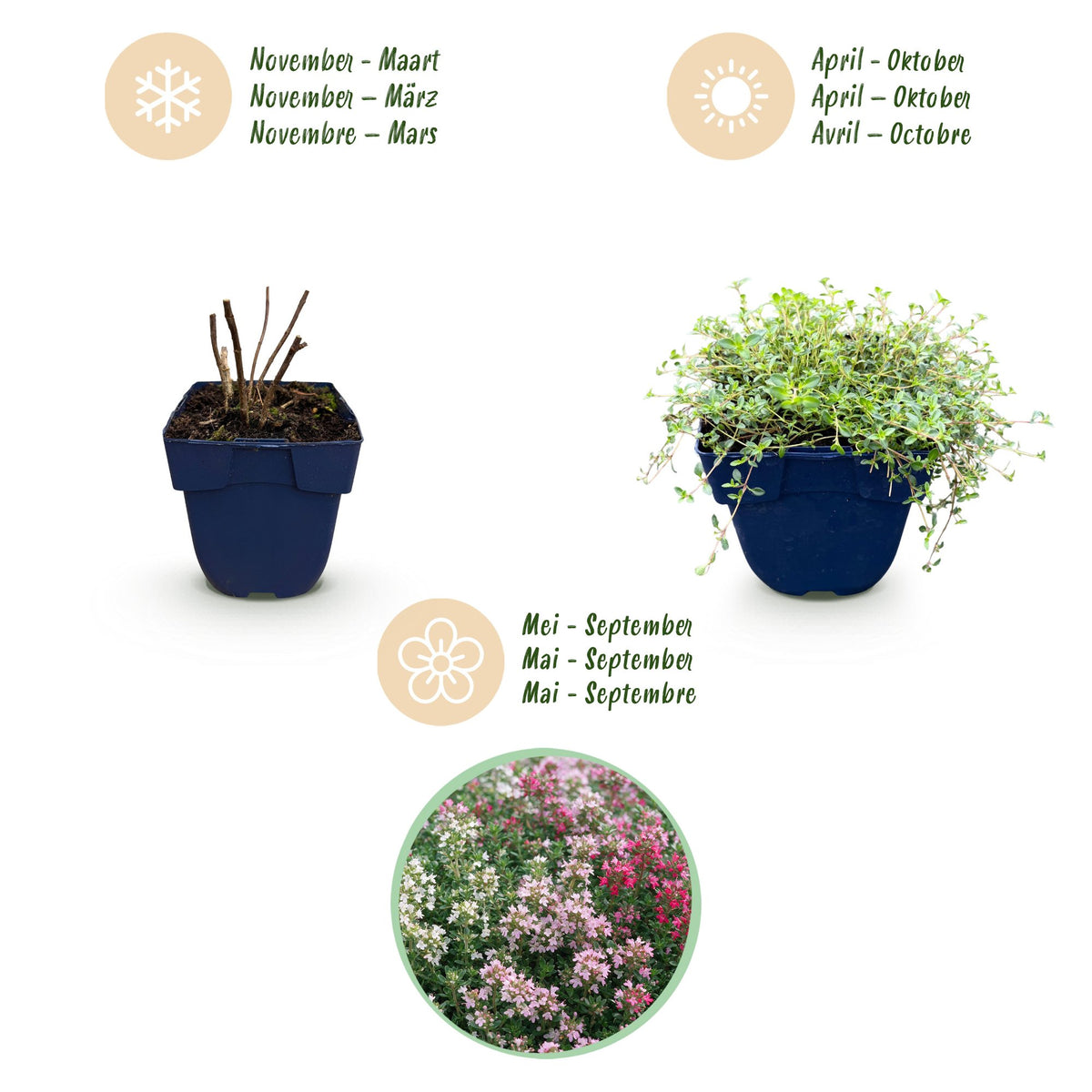Green boutiQ - Vivace - Thymus Tricolour - Thym - Couvre-sol - Rose - Rouge - Blanc - 12 plantes - Pot 11cm - Hauteur 15-25cm