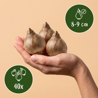 40x Leucojum Aestivum - Zomerschneeklokie - Wit - Voorjaarsbloeier - Bolmaat 8/9