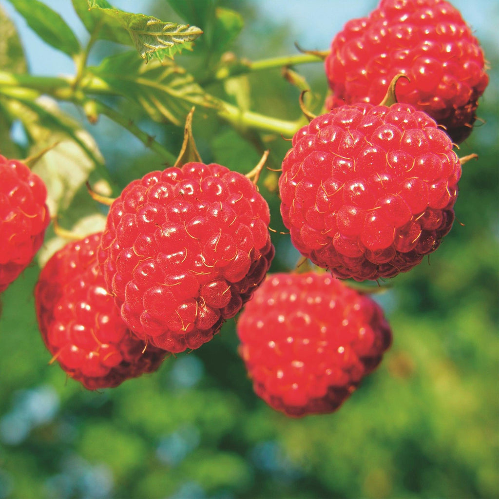 Green boutiQ - Framboisier - Rubus idaeus Malling Promise - Plant de framboisier - Rustique - Framboise rouge - 2 plantes - Pot 15 cm - Hauteur 50 cm