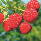 Green boutiQ - Framboisier - Rubus idaeus Malling Promise - Plant de framboisier - Rustique - Framboise rouge - 2 plantes - Pot 15 cm - Hauteur 50 cm