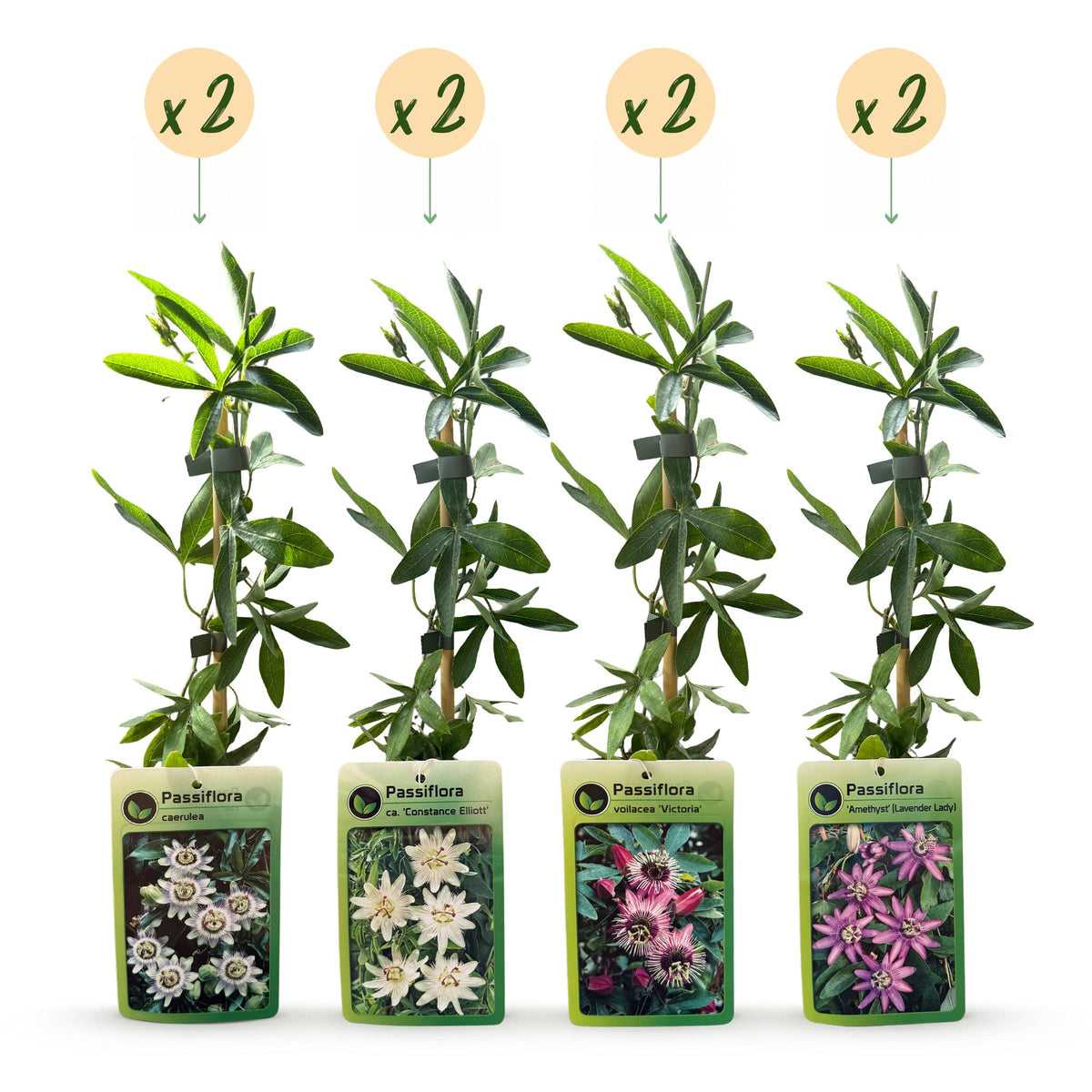 8x Passiflora Rainbow - Rainbow passion flower - White - Purple - Pink - Purple - Climber - Ø9cm - ↕35cm