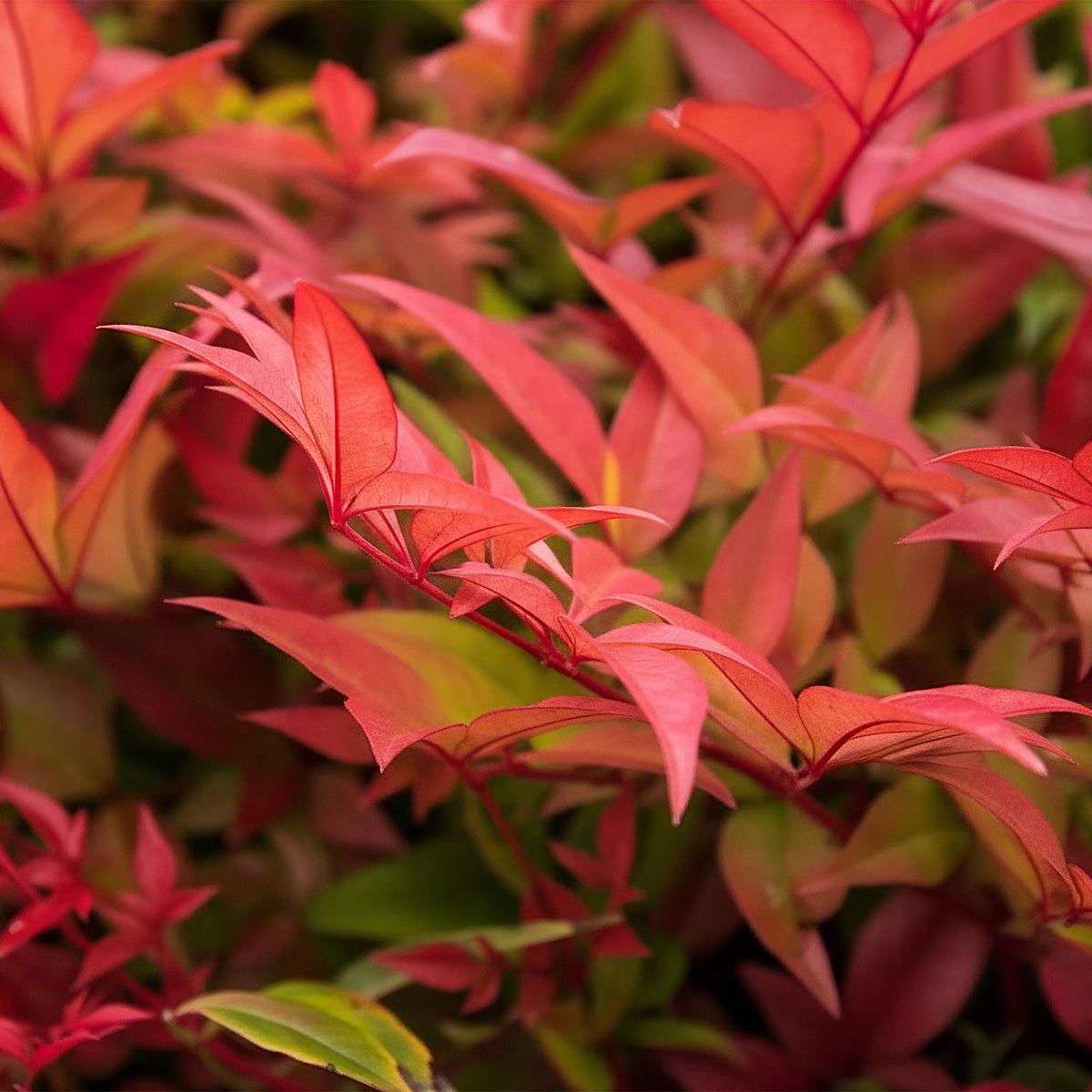 Green boutiQ - Plante de jardin - Nandina Gulfstream - Orange - 2 plantes - Persistant - Peu d'entretien - Pot 17cm Hauteur 45cm