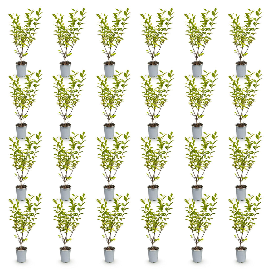 Green boutiQ - 24x Ligustrum ovalifolium Aureum - Troène doré - Plantes de haie - Persistant - Panaché - Pot 9cm - Hauteur 35-45cm