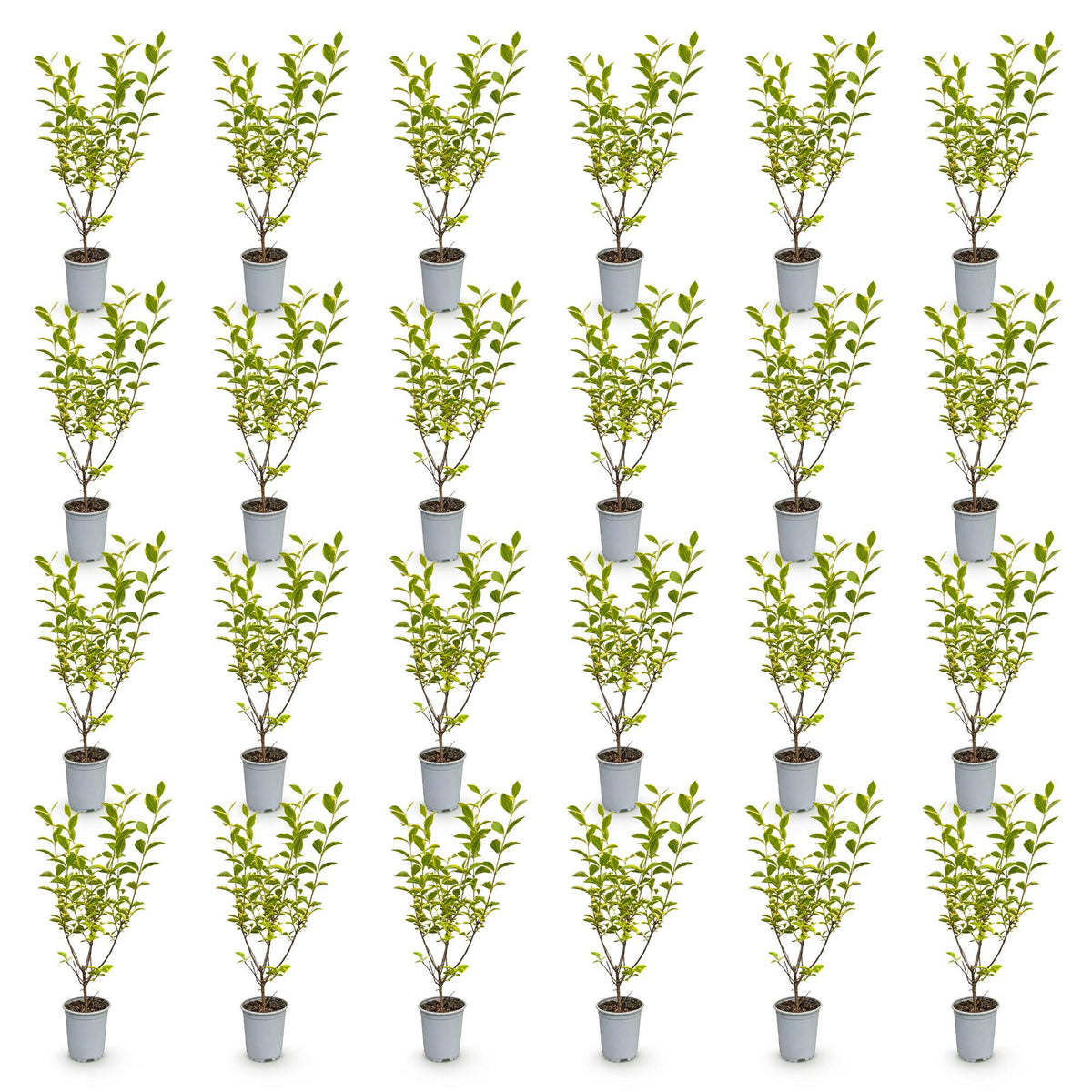 Green boutiQ - 24x Ligustrum ovalifolium Aureum - Bontbladige Liguster - Haagplanten - Groenblijvend - Bont - Pot 9cm - Hoogte 35-45cm