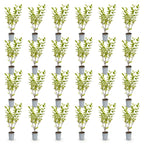 Green boutiQ - 24x Ligustrum ovalifolium Aureum - Troène doré - Plantes de haie - Persistant - Panaché - Pot 9cm - Hauteur 35-45cm