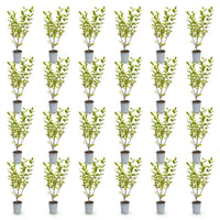Green boutiQ - 24x Ligustrum ovalifolium Aureum - Bontbladige Liguster - Haagplanten - Groenblijvend - Bont - Pot 9cm - Hoogte 35-45cm