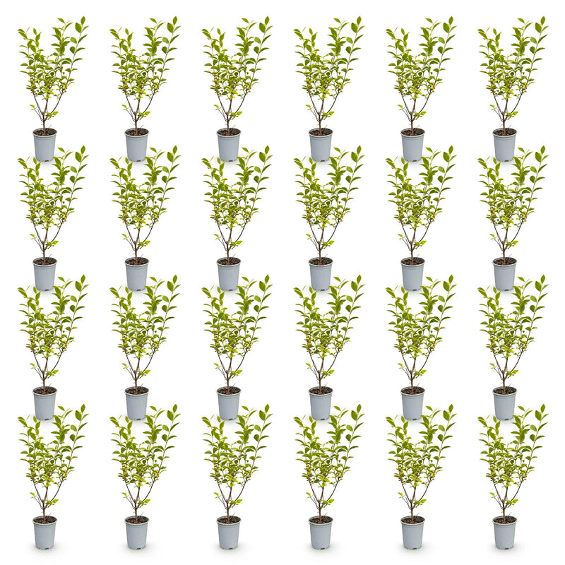 Green boutiQ - 24x Ligustrum ovalifolium Aureum - Bontbladige Liguster - Haagplanten - Groenblijvend - Bont - Pot 9cm - Hoogte 35-45cm
