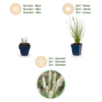 Green boutiQ - Grasses - Pennisetum alop. Little Bunny - Foxtail Grass - With Plum - Green - 6 Plants - Pot 11cm - Height 15-25cm