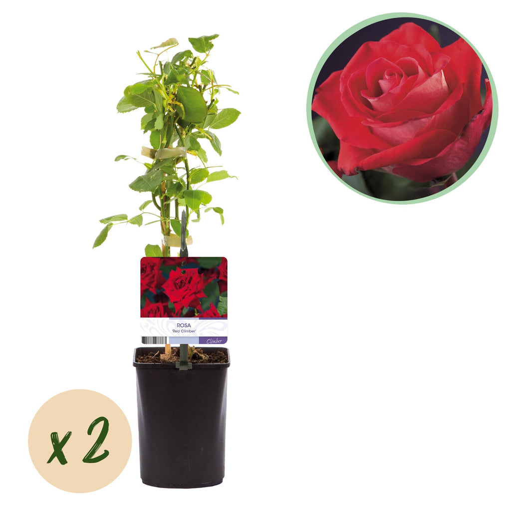 Green boutiQ - Rosier grimpant - Rosa Red Climber - Fleur rouge - Peu d'entretien - 2 plantes - Pot 11cm Hauteur 40cm
