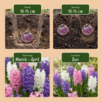 Green boutiQ - Bloembollen - Hyacinth Pastel mix - Diversen Pastel Kleuren - 10 stuks - Bolmaat 14/15 - XXL Pack - foto 4