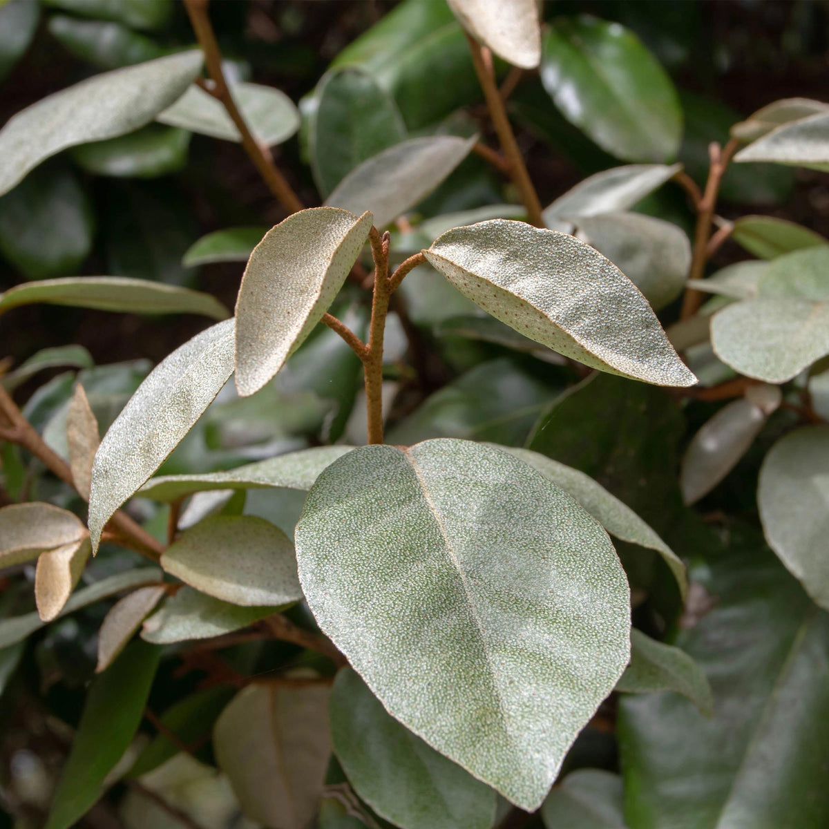 Green boutiQ - Haagplanten - Eleagnus ebbingei Compacta - Blad Grijs - 8 Planten - 1 Strekkende Meter - Groenblijvend - Pot 9cm Hoogte 30-35cm