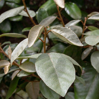 Green boutiQ - Haagplanten - Eleagnus ebbingei Compacta - Blad Grijs - 8 Planten - 1 Strekkende Meter - Groenblijvend - Pot 9cm Hoogte 30-35cm
