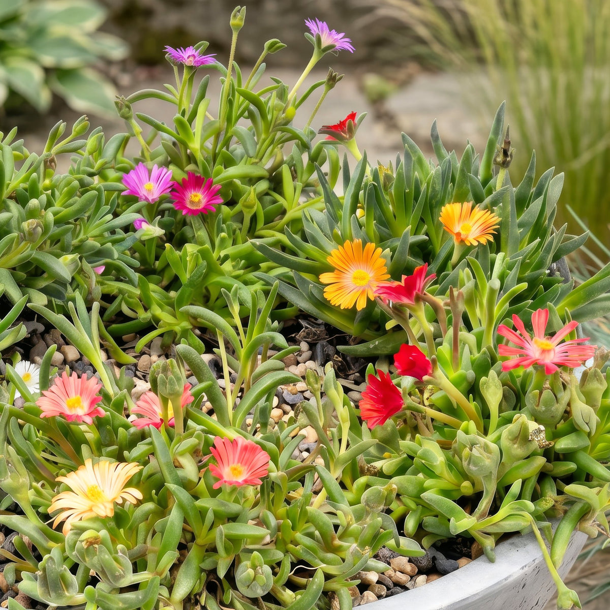6x - Delosperma mix - Ø7cm - ↕10-12cm