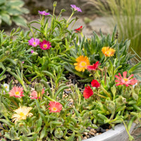 6x - Delosperma mix - Ø7cm - ↕10-12cm
