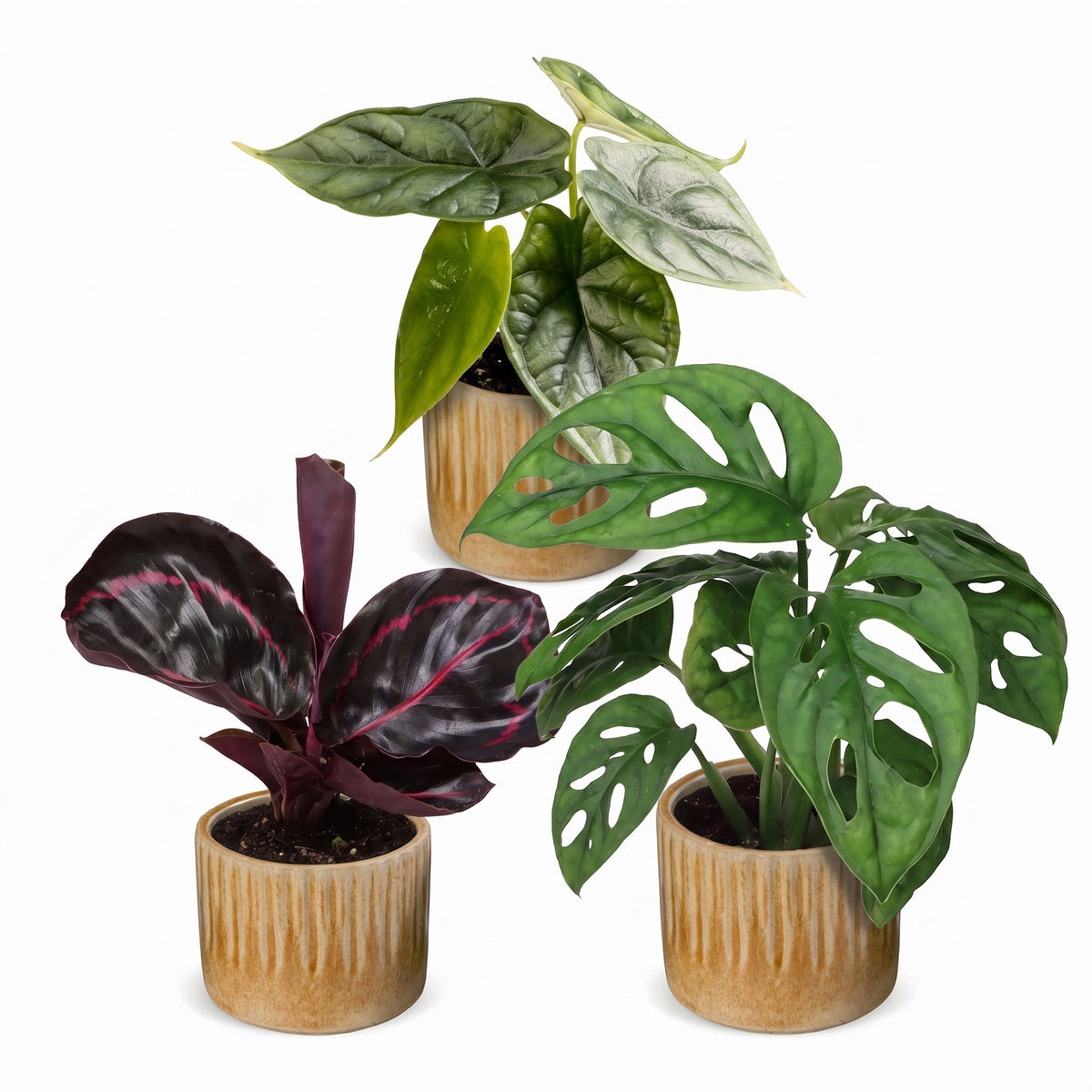 3x Baby Jungle Mix - Various colours - Tropical - incl. Linnea Honey - Ø6cm - ↕10-15cm