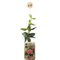 4x Lonicera br. 'Dropmore Scarlet' - Dropmore Scarlet honeysuckle - Red-Yellow - Climber - Ø9cm - ↕35cm