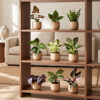 9x Baby Plants Surprise Box - Baby Plants Surprise Box - Various colours - Tropical - Ø6cm - ↕5-15cm