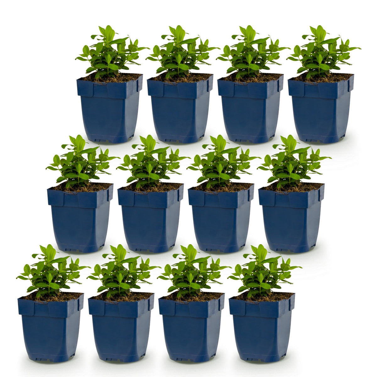 Green boutiQ - Vasteplant - Hypericum calycinum - Sint-Janskruid - Bijen- en vlinderlokkers - Geel - 12 Planten - Pot 11cm - Hoogte 15-25cm