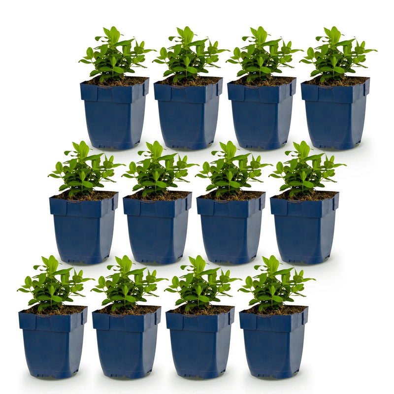 Green boutiQ - Vasteplant - Hypericum calycinum - Sint-Janskruid - Bijen- en vlinderlokkers - Geel - 12 Planten - Pot 11cm - Hoogte 15-25cm
