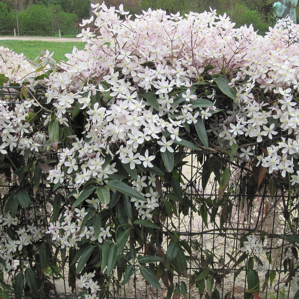 Green boutiQ - Kletterpflanze - Clematis armandii Apple Blossom - Blüte Rosa - Immergrün - Pflegeleicht - 1 Pflanze Topf 11cm Höhe 40cm