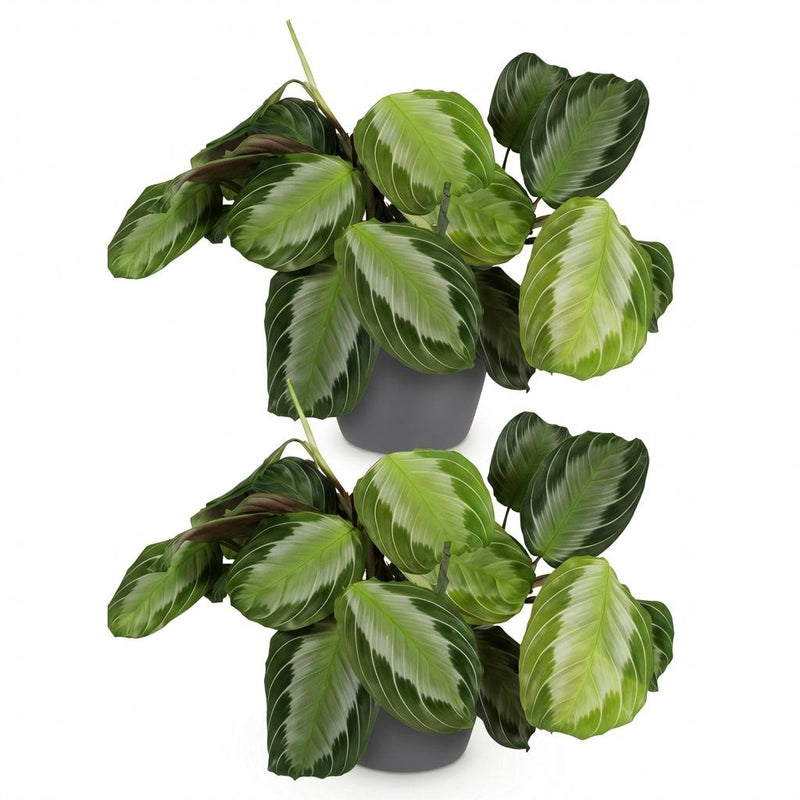 Green boutiQ - Kamerplant - Maranta Fascinator Silverband - Gebedsplant - Huisdiervriendelijke Plant - Groen - 2 Planten - met Potter Grijs - Pot 12cm - Hoogte 25cm