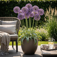 Green boutiQ - Bloembollen - Allium Gladiator - Kleur Paars - 5 stuks - Bolmaat 16/18 - XXL Pack