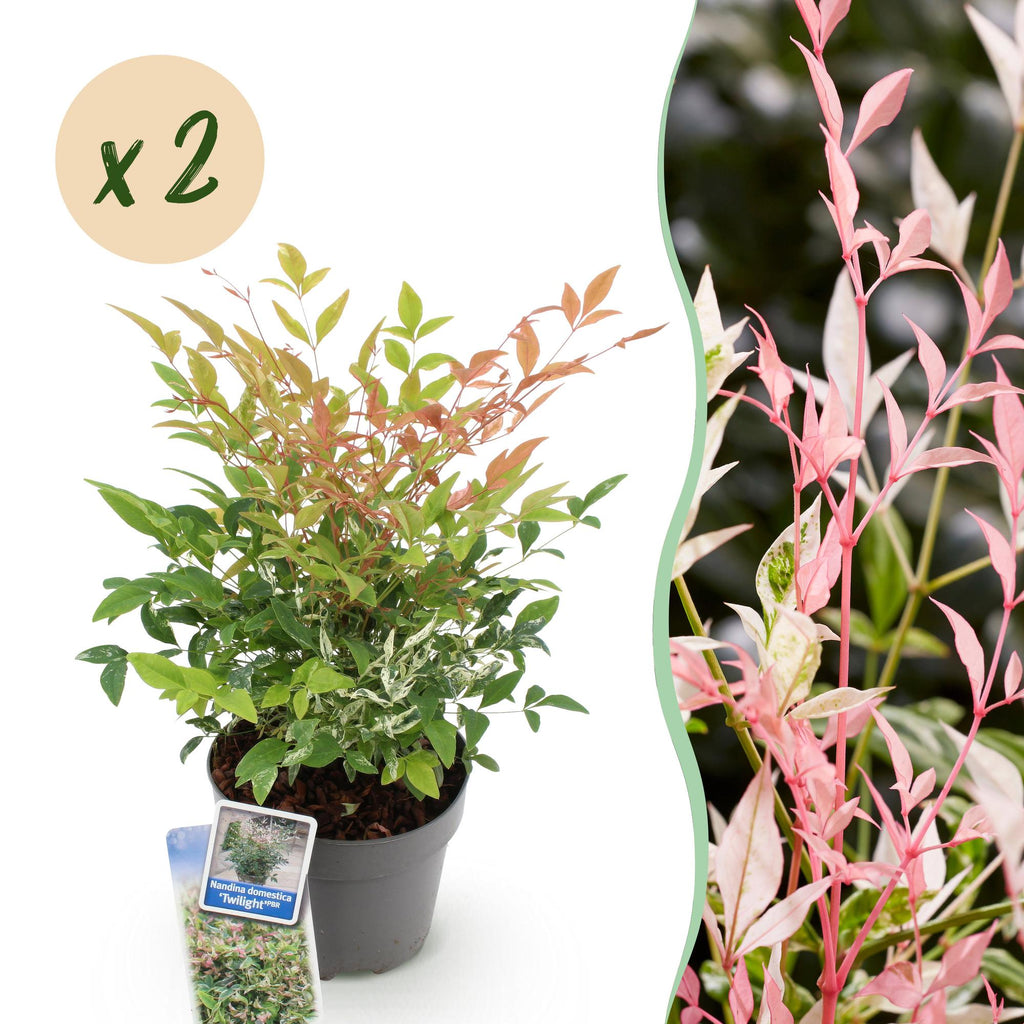 Green boutiQ - Gartenpflanze - Nandina Twilight - Bunt & Rosa - 2 Pflanzen - Immergrün - Pflegeleicht - Topf 17cm Höhe 45cm