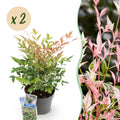Green boutiQ - Gartenpflanze - Nandina Twilight - Bunt & Rosa - 2 Pflanzen - Immergrün - Pflegeleicht - Topf 17cm Höhe 45cm