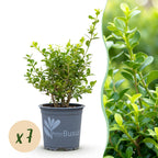Green boutiQ - Haie de buis - BetterBuxus Babylon Beauty - Résistant à la maladie du dépérissement du buis - 7 plantes - 1 mètre linéaire - pot 10,5 cm hauteur 25-30
