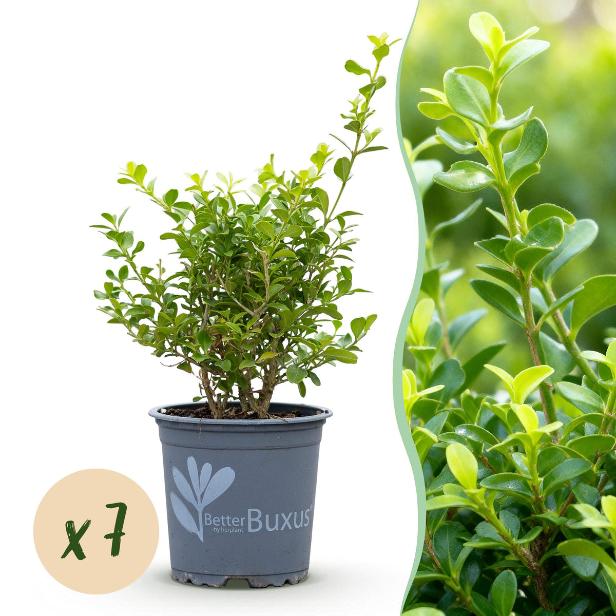 Green boutiQ - Haie de buis - BetterBuxus Babylon Beauty - Résistant à la maladie du dépérissement du buis - 7 plantes - 1 mètre linéaire - pot 10,5 cm hauteur 25-30