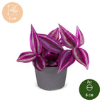 Tradescantia Pink Paradise® - Pink Paradise Spiderwort - Purple - Pink - Tropical - Ø6cm - ↕5cm