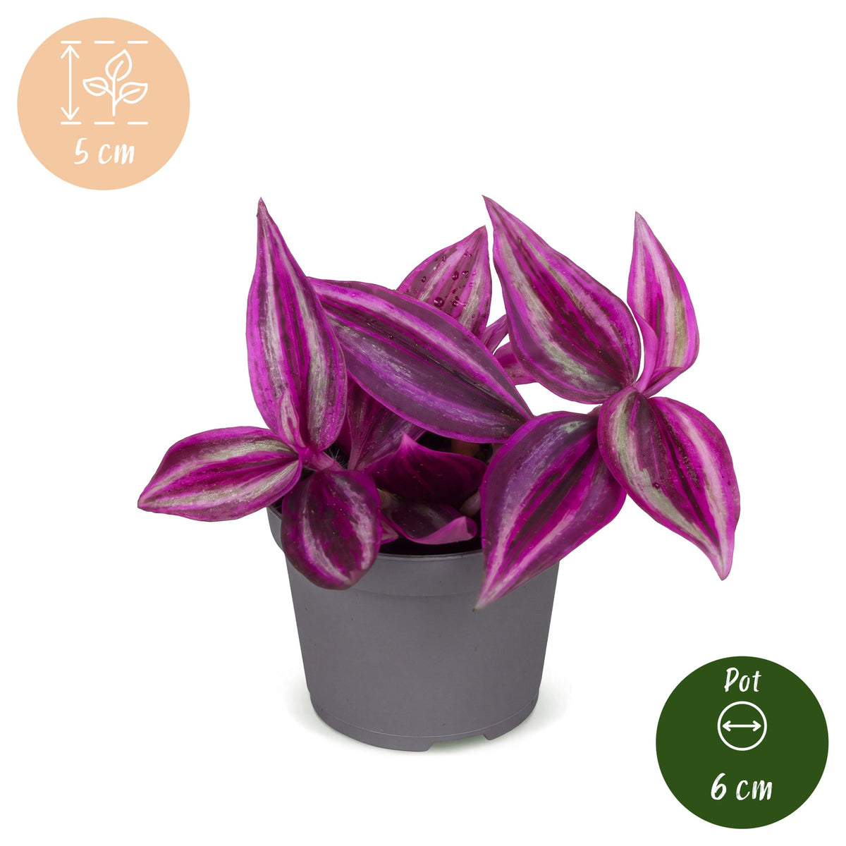 Tradescantia Pink Paradise® - Pink Paradise Spiderwort - Purple - Pink - Tropical - Ø6cm - ↕5cm