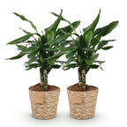 Green BoutiQ - Green is... Plantes d'intérieur - Dracaena fragrans Steudneri - Dragonnier - Peu d'entretien - avec panier - Vert - 2 Plantes - Pot 17cm - Hauteur 50-55cm